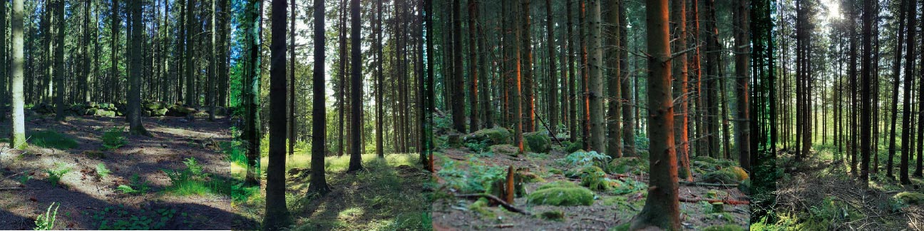 skogen3